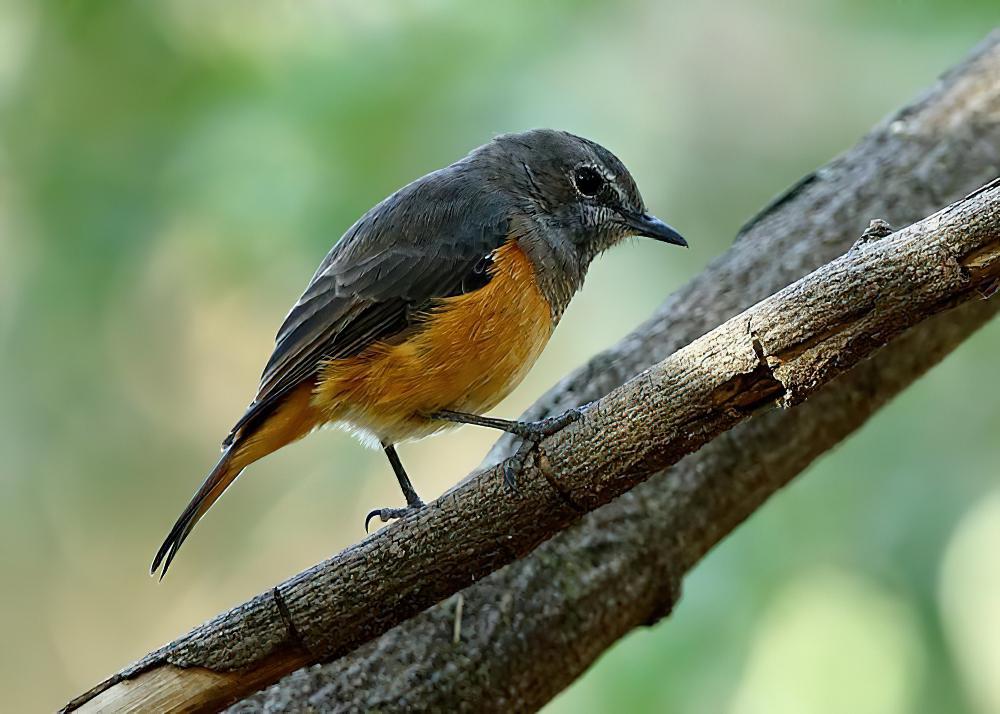 棕灰矶鸫 / Little Rock Thrush / Monticola rufocinereus