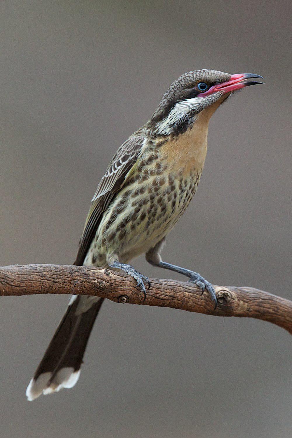 刺颊垂蜜鸟 / Spiny-cheeked Honeyeater / Acanthagenys rufogularis