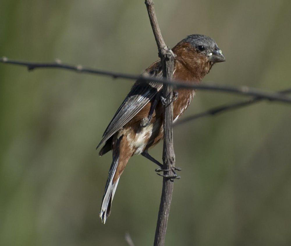 栗食籽雀 / Chestnut Seedeater / Sporophila cinnamomea