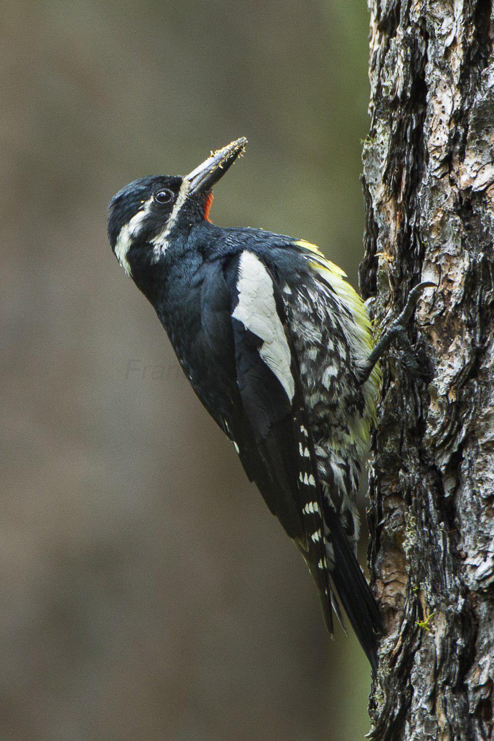 威氏吸汁啄木鸟 / Williamson\'s Sapsucker / Sphyrapicus thyroideus