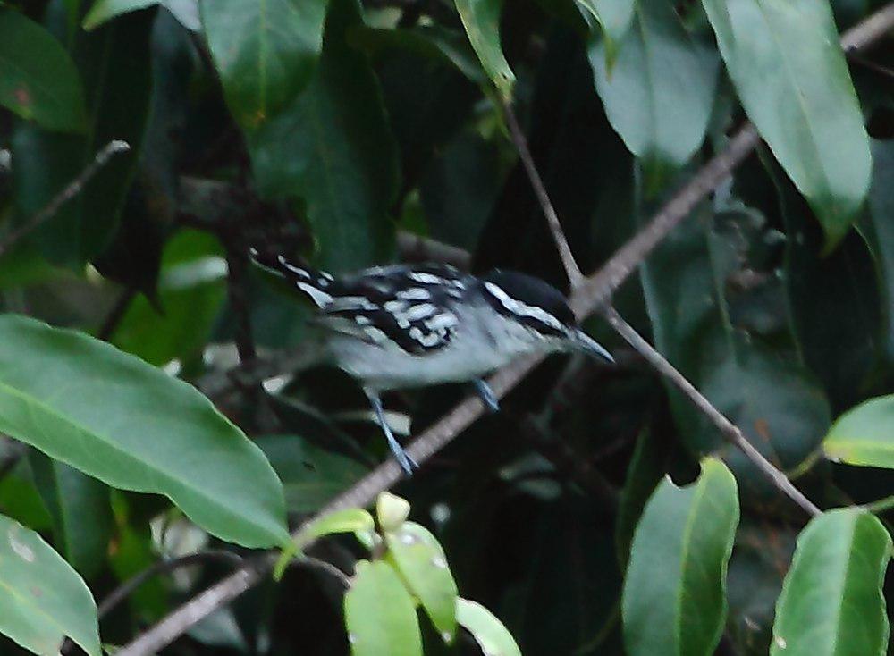 斑背蚁鹩 / Spot-backed Antwren / Herpsilochmus dorsimaculatus