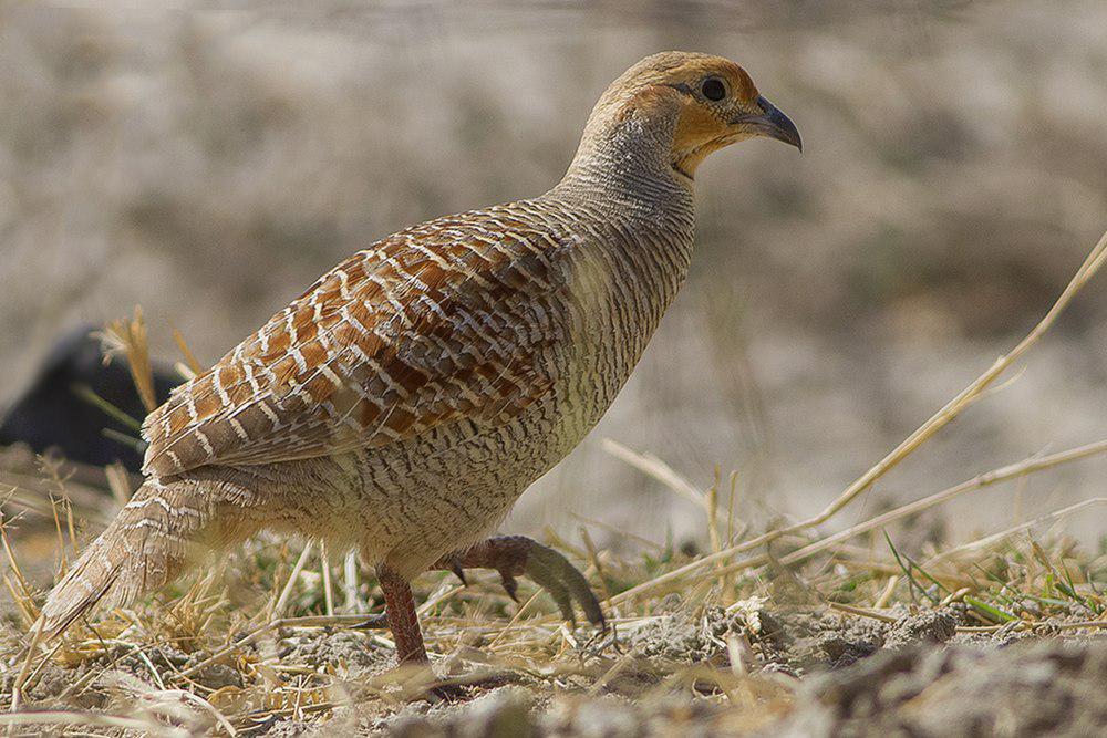 灰鹧鸪 / Grey Francolin / Francolinus pondicerianus