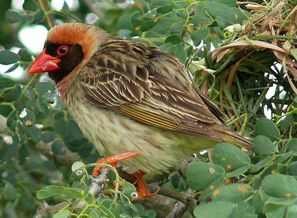 红嘴奎利亚雀 / Red-billed Quelea / Quelea quelea