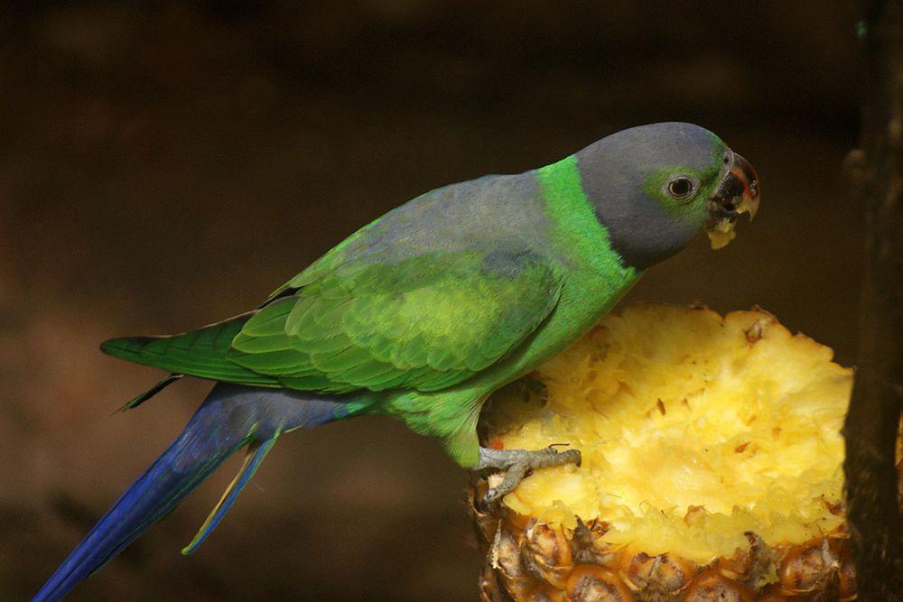 艳绿领鹦鹉 / Layard\'s Parakeet / Psittacula calthrapae