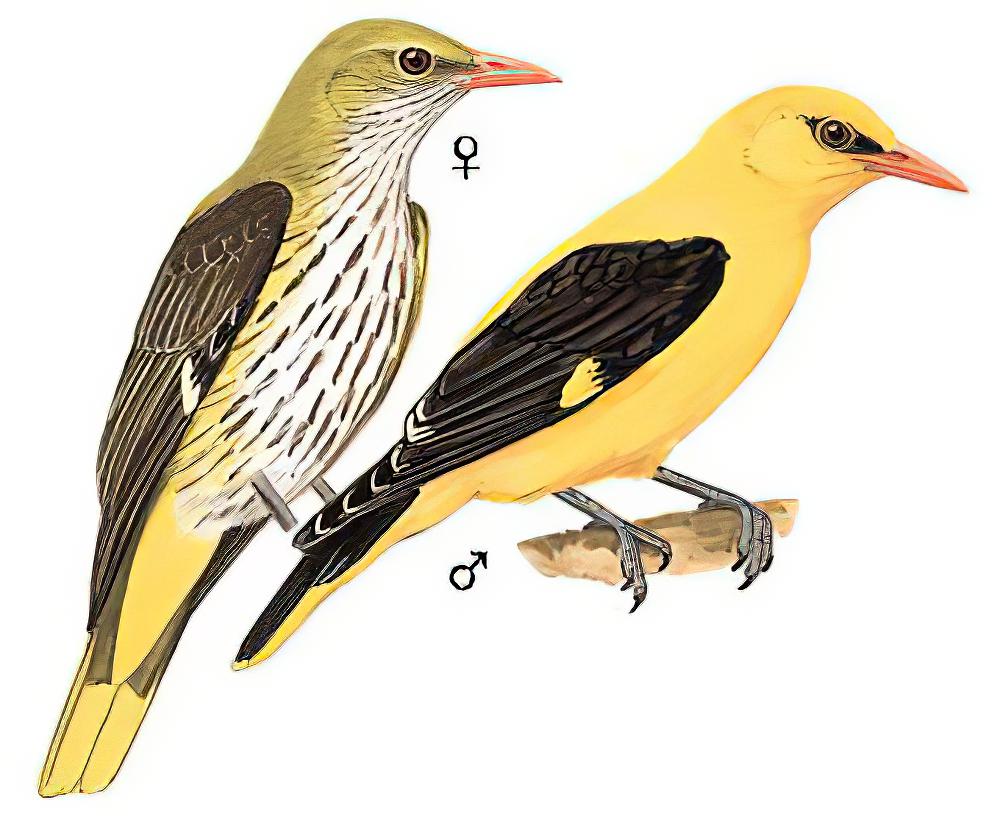 金黄鹂 / Eurasian Golden Oriole / Oriolus oriolus