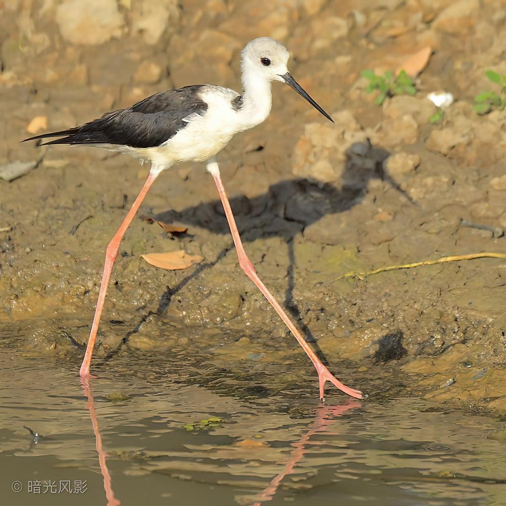 澳洲长脚鹬 / Pied Stilt / Himantopus leucocephalus