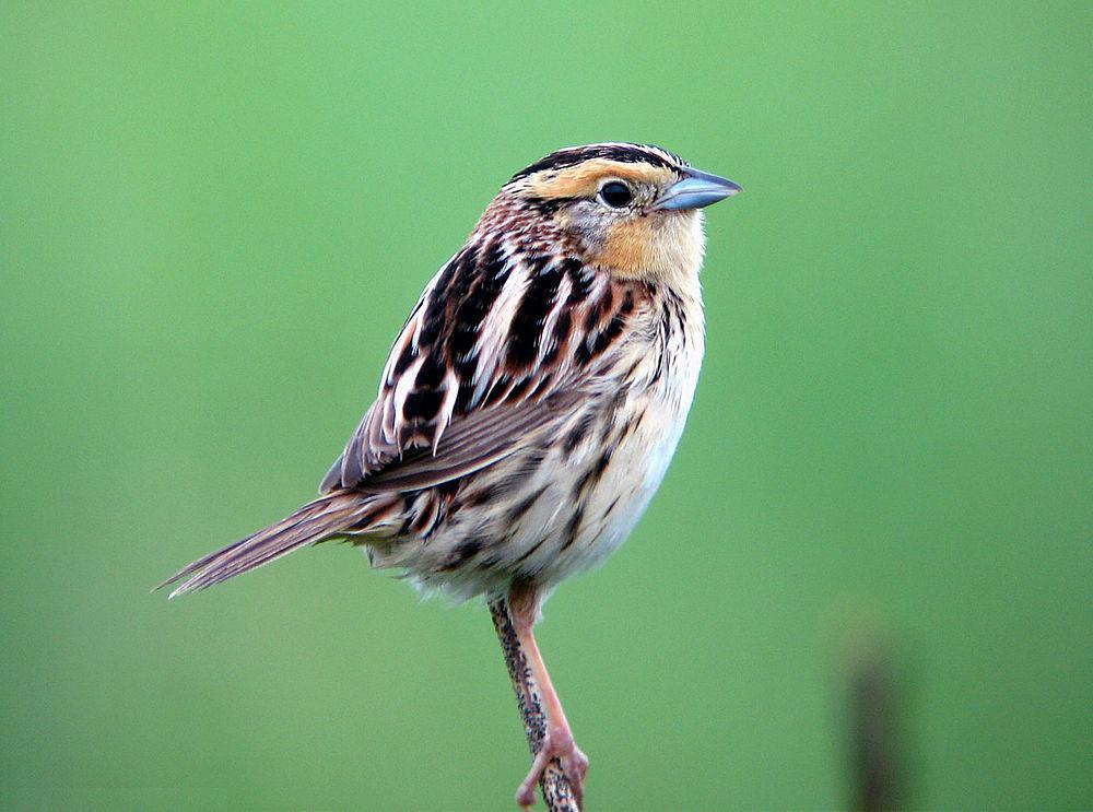 莱氏沙鹀 / LeConte\'s Sparrow / Ammospiza leconteii