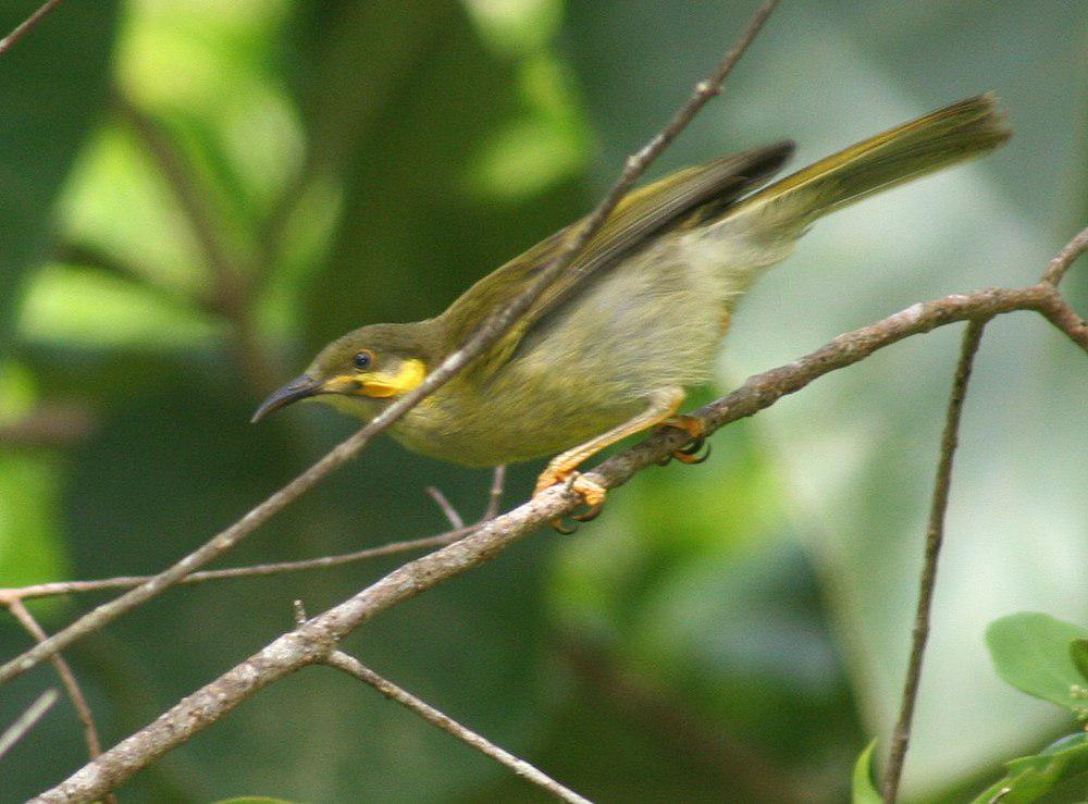 肉垂吸蜜鸟 / Polynesian Wattled Honeyeater / Foulehaio carunculatus