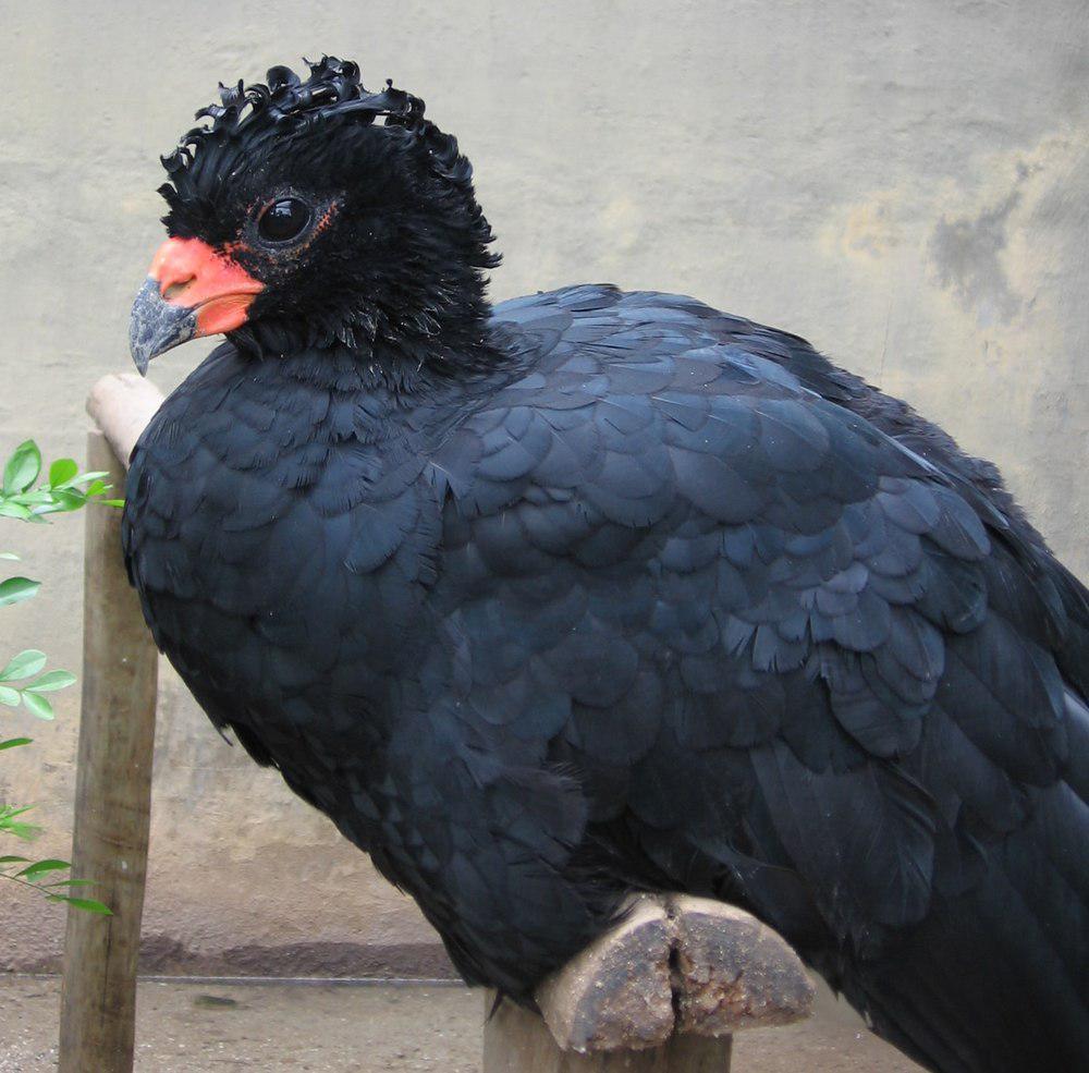 红嘴凤冠雉 / Red-billed Curassow / Crax blumenbachii