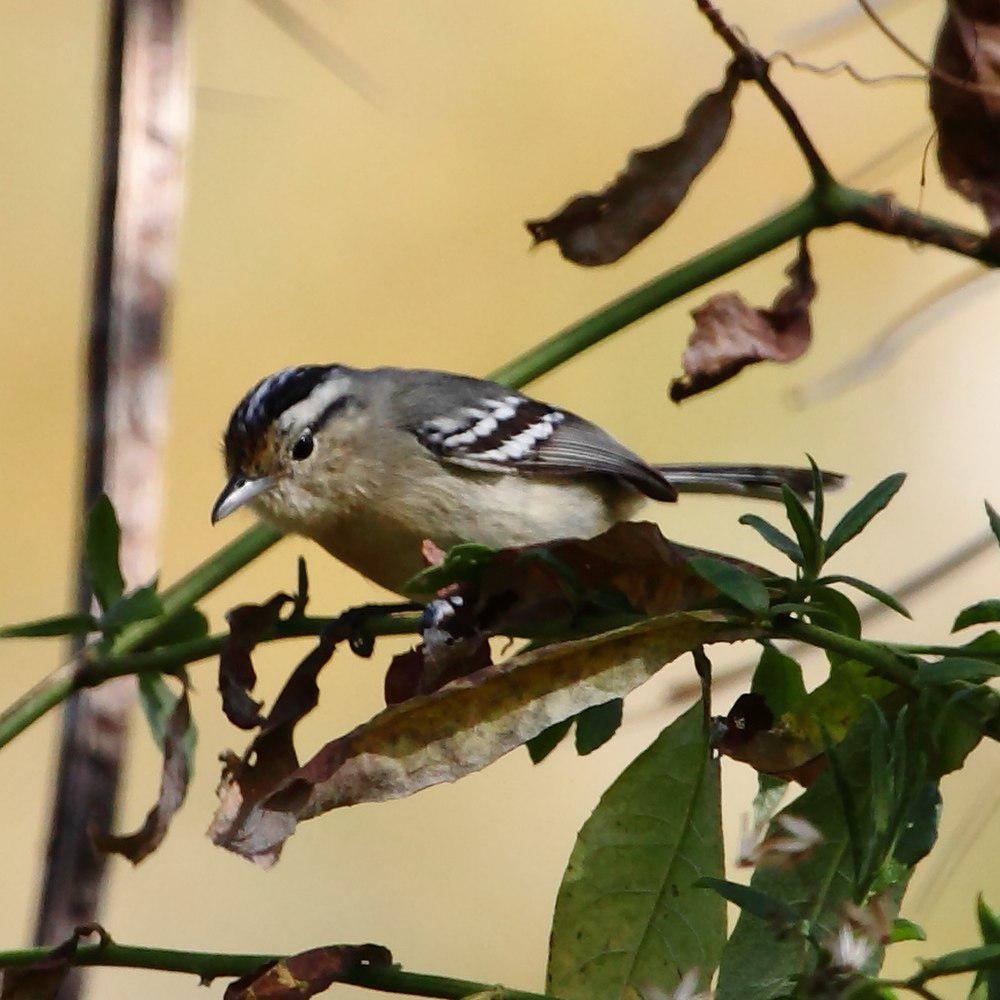 黑顶蚁鹩 / Black-capped Antwren / Herpsilochmus atricapillus