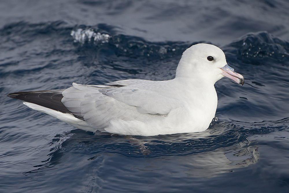 银灰暴风鹱 / Southern Fulmar / Fulmarus glacialoides