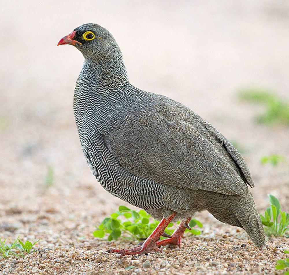 红嘴鹧鸪 / Red-billed Spurfowl / Pternistis adspersus