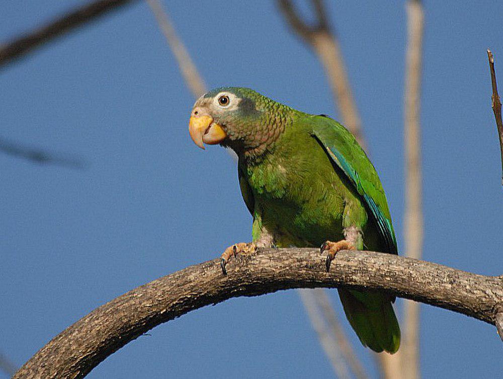 黄嘴鹦哥 / Yellow-billed Amazon / Amazona collaria