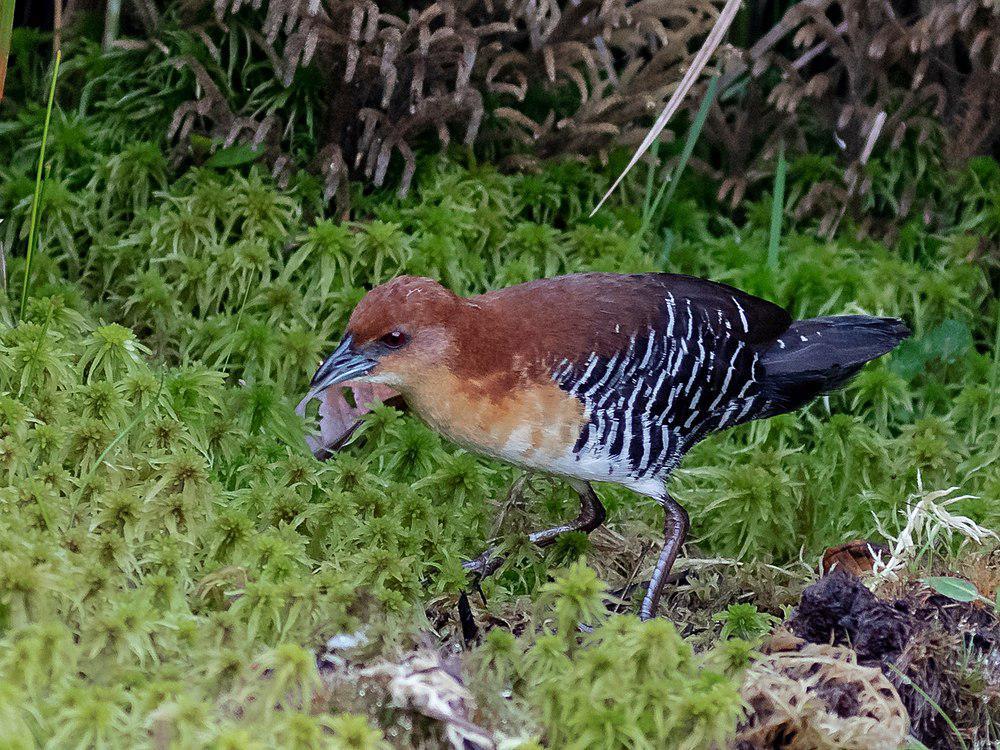 棕脸田鸡 / Rufous-faced Crake / Laterallus xenopterus