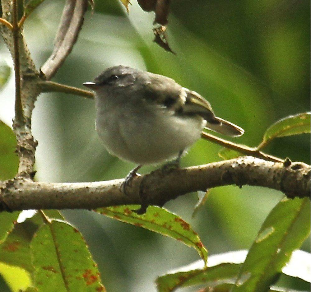 白尾姬霸鹟 / White-tailed Tyrannulet / Mecocerculus poecilocercus