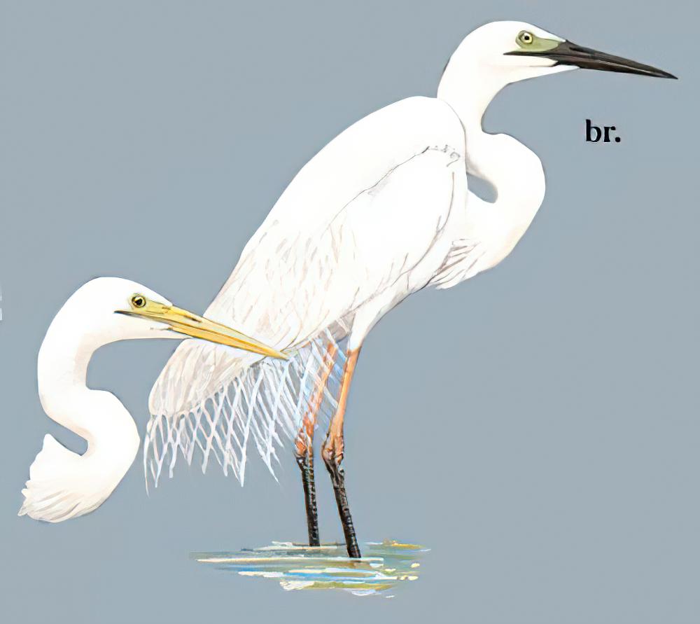 大白鹭 / Great Egret / Ardea alba