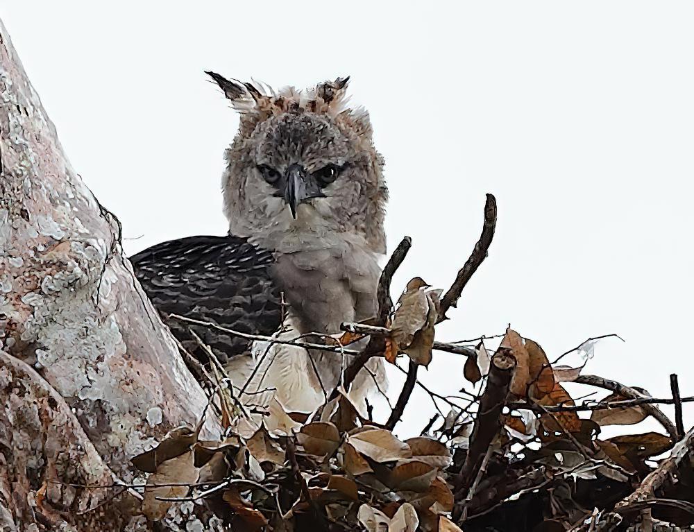 冠雕 / Crested Eagle / Morphnus guianensis