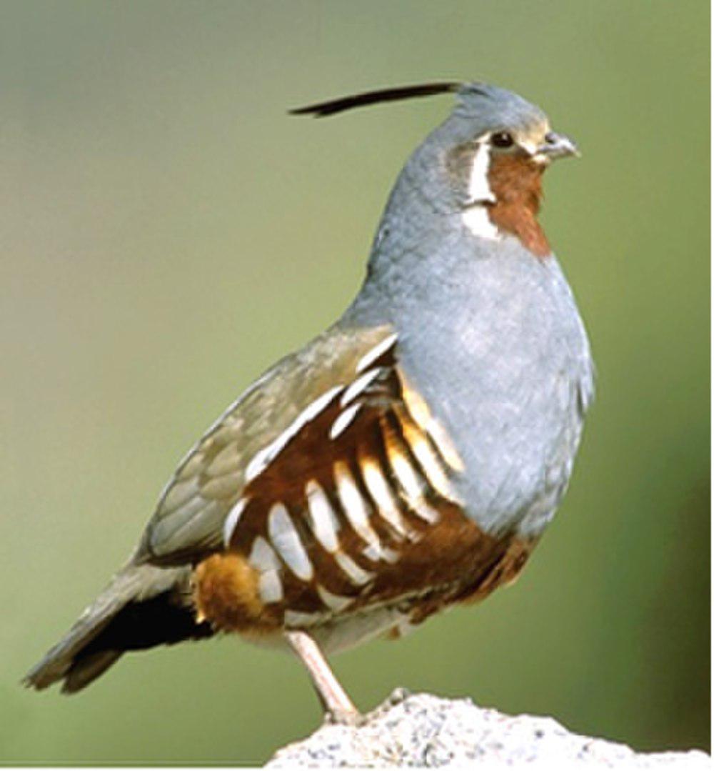 山翎鹑 / Mountain Quail / Oreortyx pictus