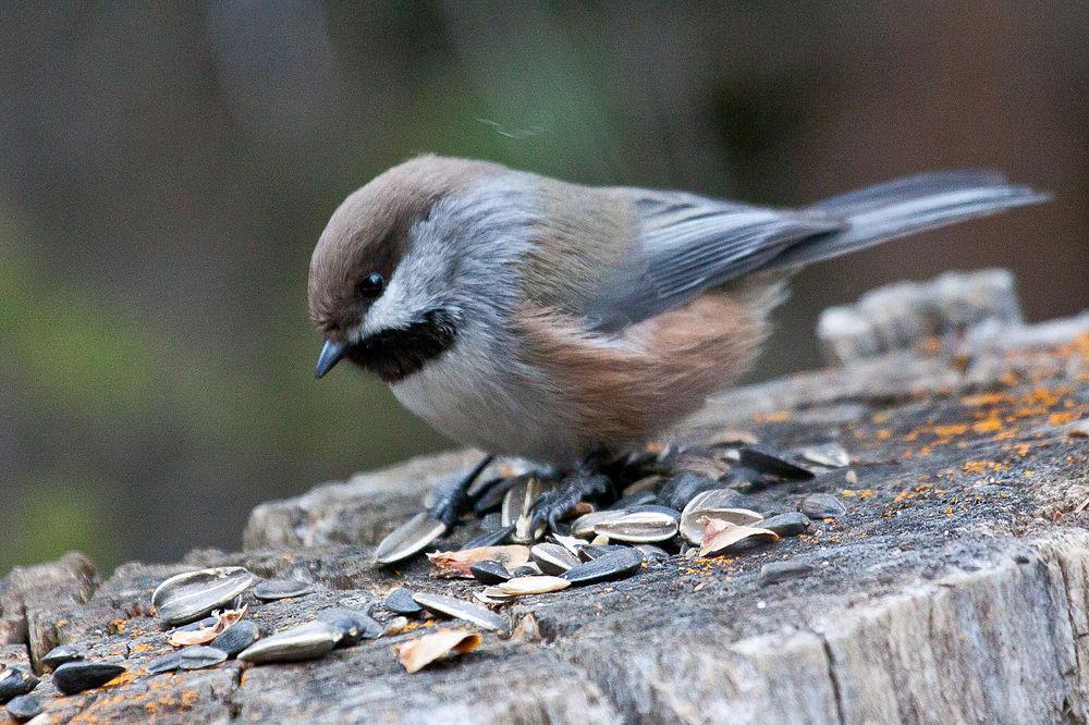 北山雀 / Boreal Chickadee / Poecile hudsonicus