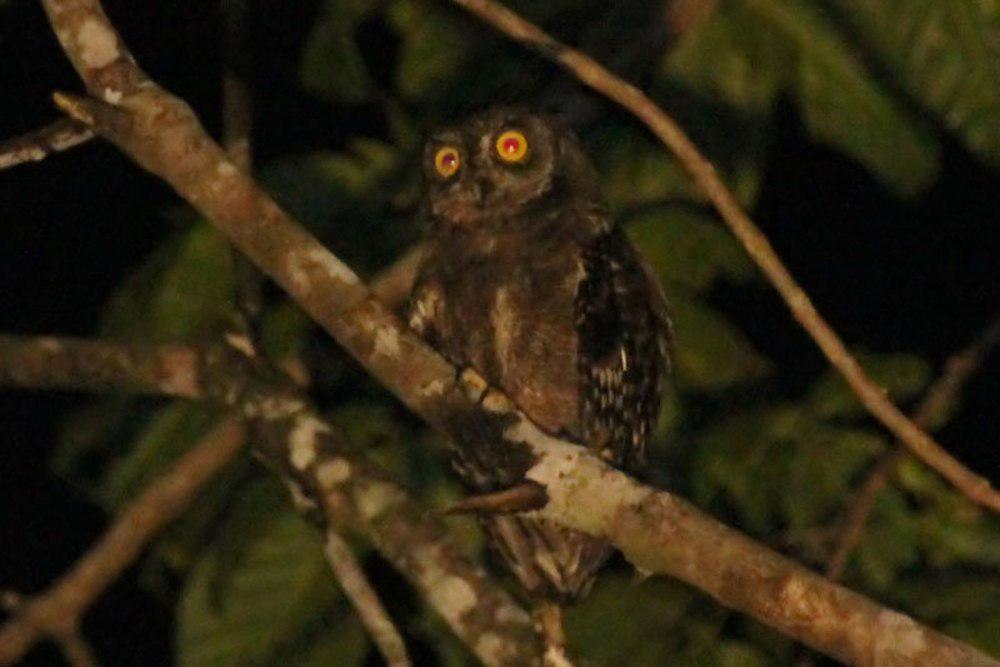 比岛角鸮 / Biak Scops Owl / Otus beccarii