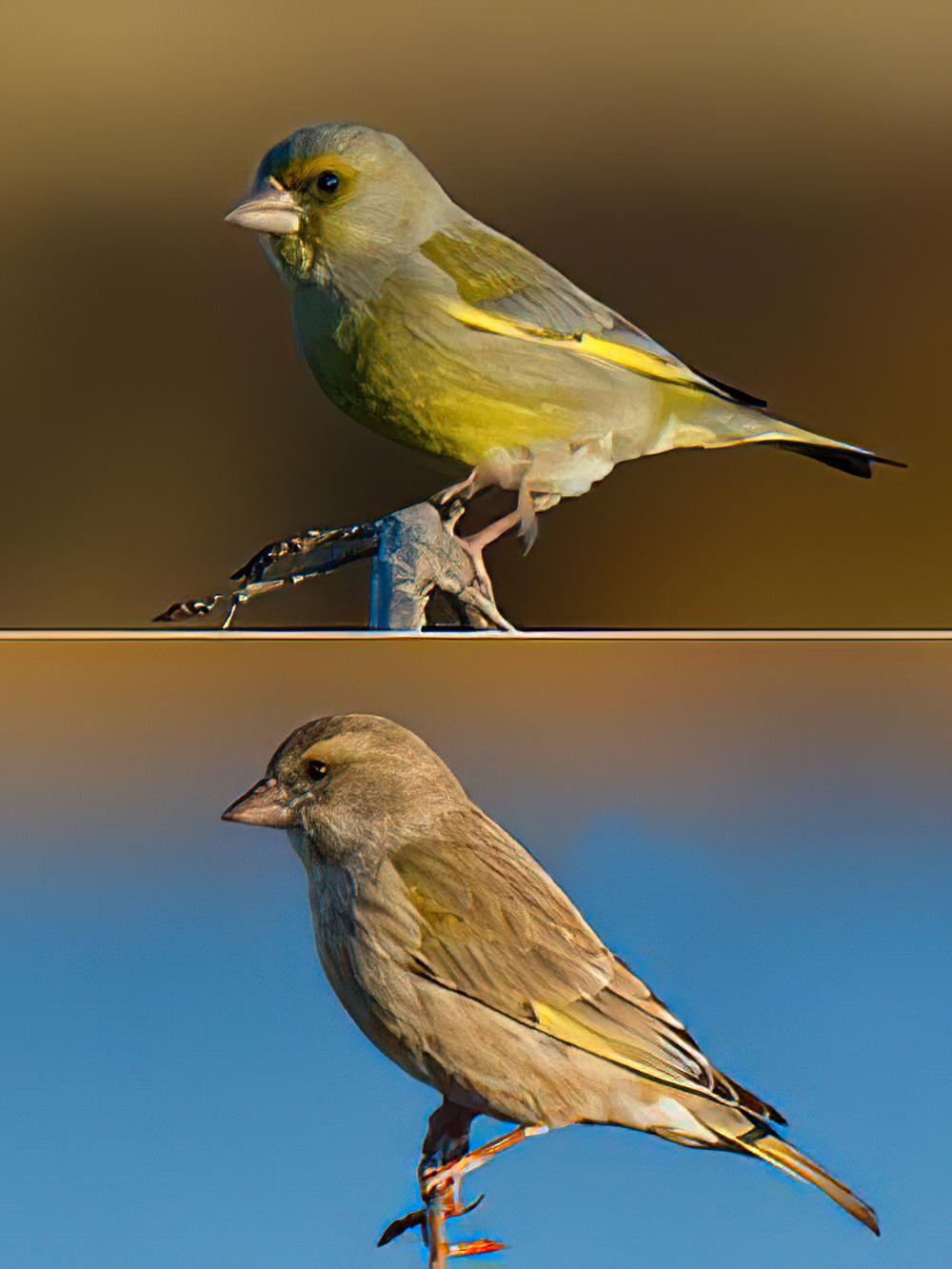 欧金翅雀 / European Greenfinch / Chloris chloris