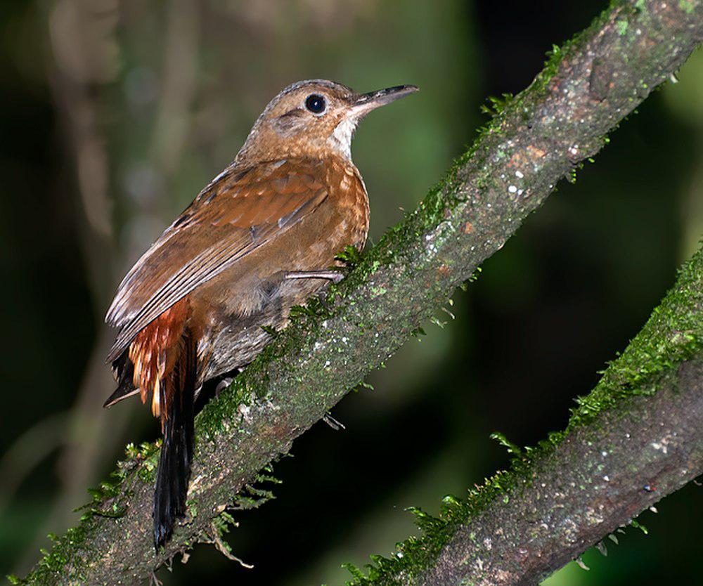 棕胸硬尾雀 / Rufous-breasted Leaftosser / Sclerurus scansor