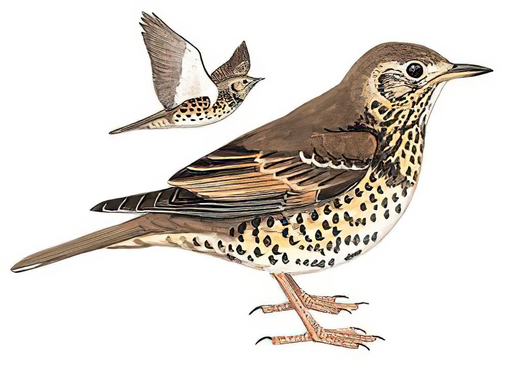 槲鸫 / Mistle Thrush / Turdus viscivorus