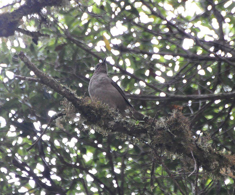 美洲山鸫 / Mountain Thrush / Turdus plebejus