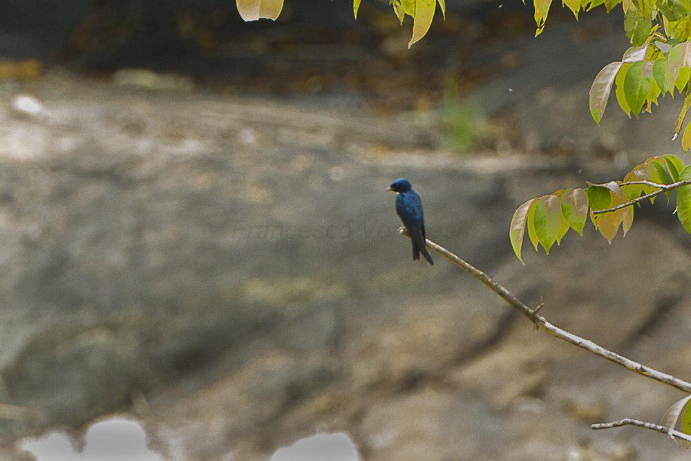 白喉蓝燕 / White-bibbed Swallow / Hirundo nigrita