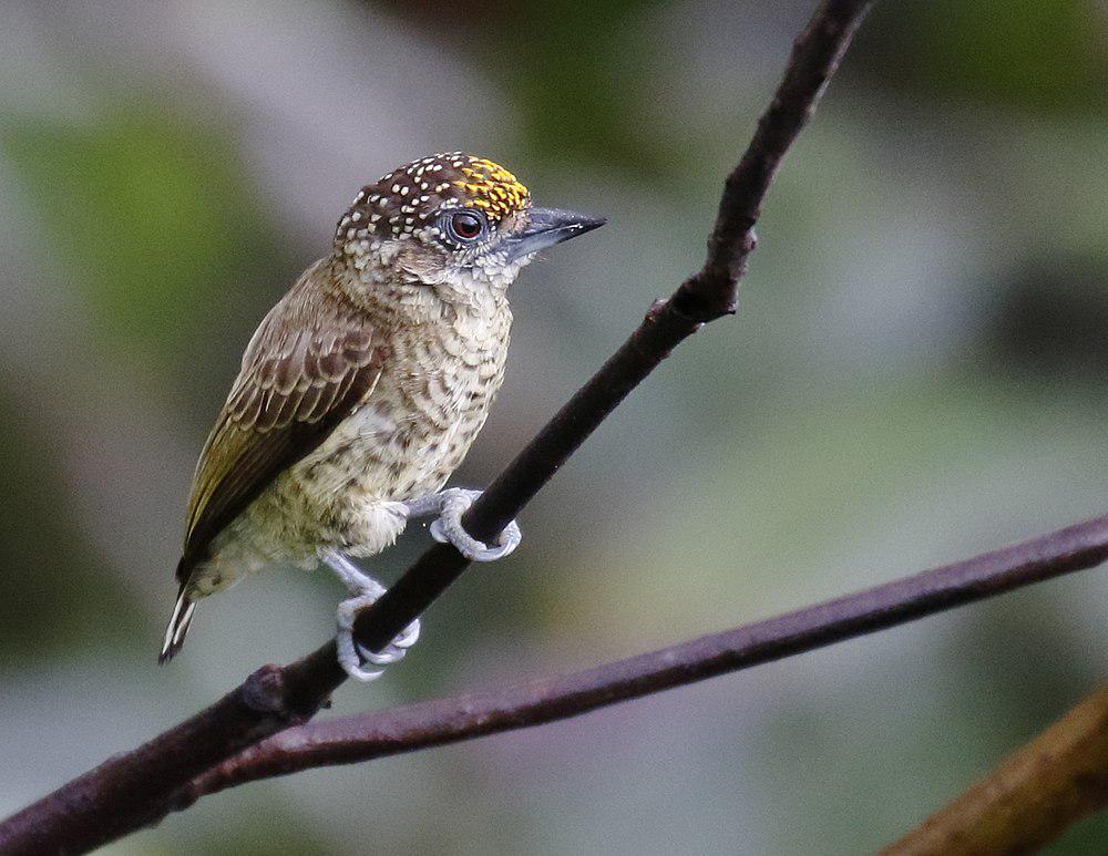 金额姬啄木鸟 / Bar-breasted Piculet / Picumnus aurifrons