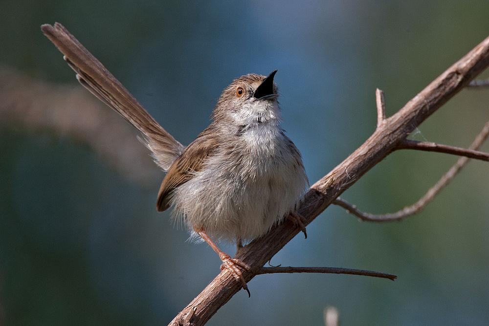 优雅山鹪莺 / Graceful Prinia / Prinia gracilis