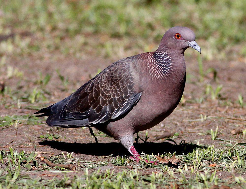 红头鸽 / Picazuro Pigeon / Patagioenas picazuro