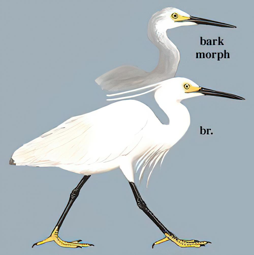 白鹭 / Little Egret / Egretta garzetta