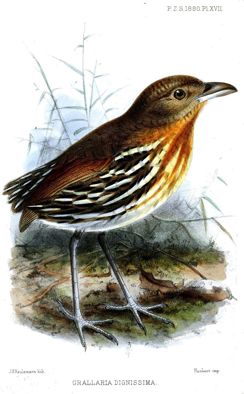 赭纹蚁鸫 / Ochre-striped Antpitta / Grallaria dignissima