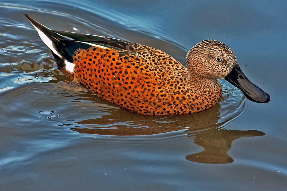 赤琵嘴鸭 / Red Shoveler / Spatula platalea