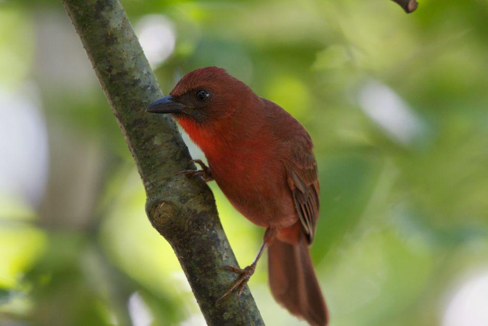 红喉蚁唐纳雀 / Red-throated Ant Tanager / Habia fuscicauda