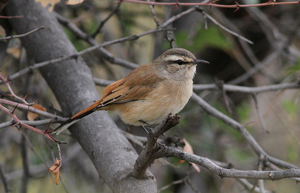 沙薮鸲 / Kalahari Scrub Robin / Cercotrichas paena