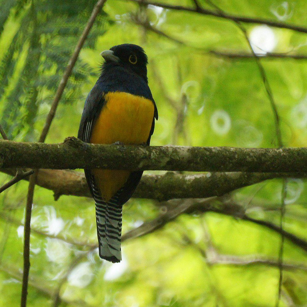 紫头美洲咬鹃 / Guianan Trogon / Trogon violaceus