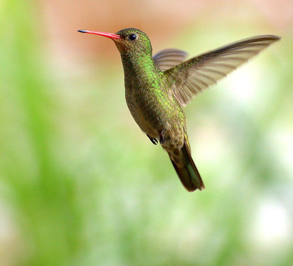 金红嘴蜂鸟 / Gilded Sapphire / Hylocharis chrysura