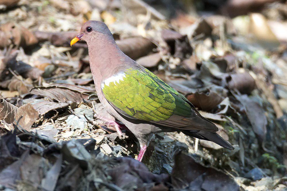 太平洋金鸠 / Pacific Emerald Dove / Chalcophaps longirostris