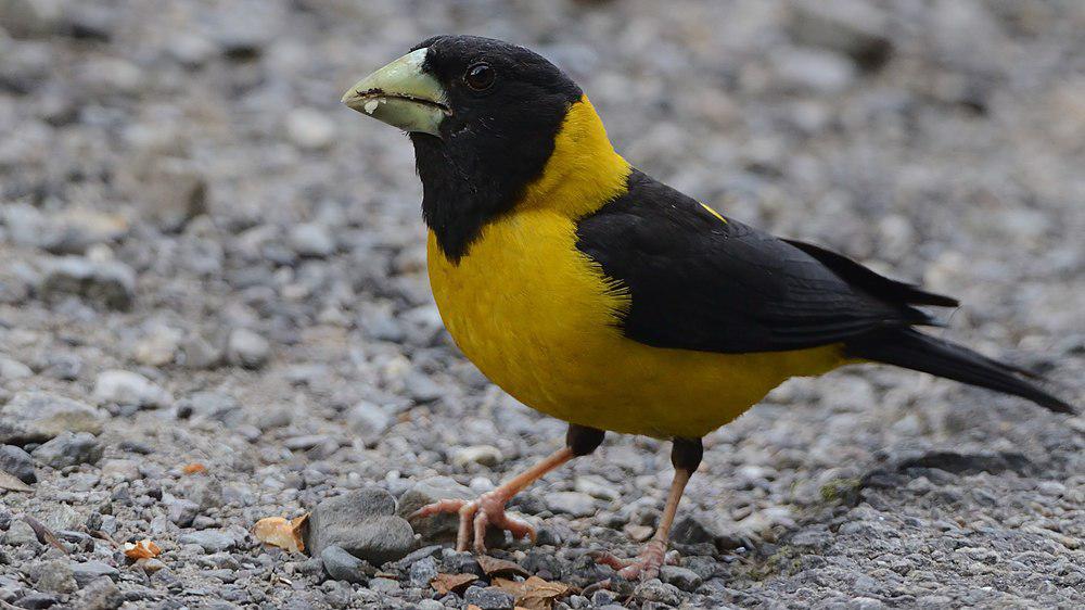 黄腹拟蜡嘴雀 / Black-and-yellow Grosbeak / Mycerobas icterioides