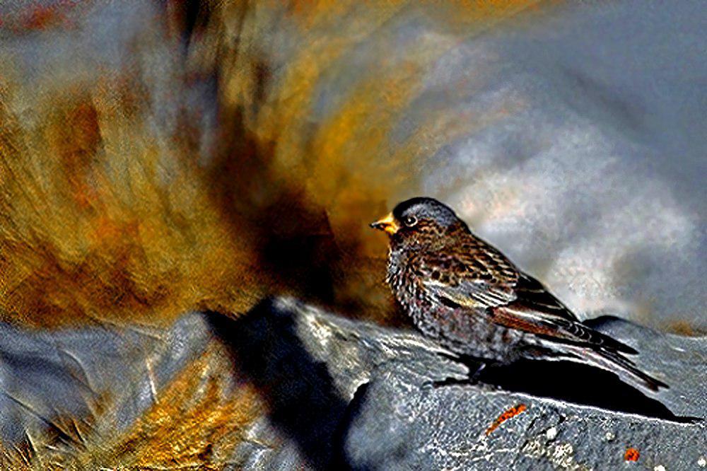 黑岭雀 / Black Rosy Finch / Leucosticte atrata