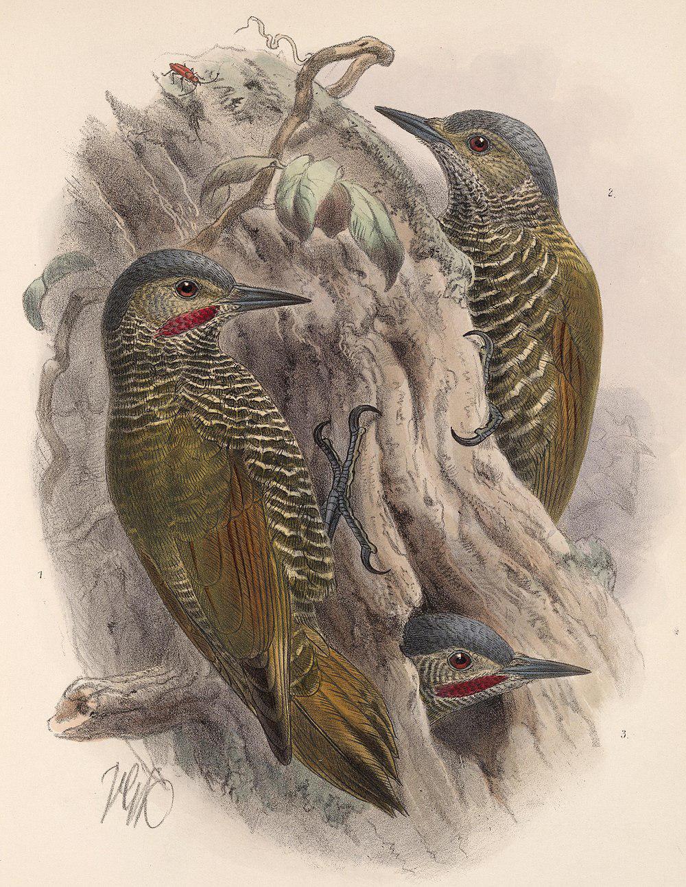 灰顶啄木鸟 / Grey-crowned Woodpecker / Colaptes auricularis