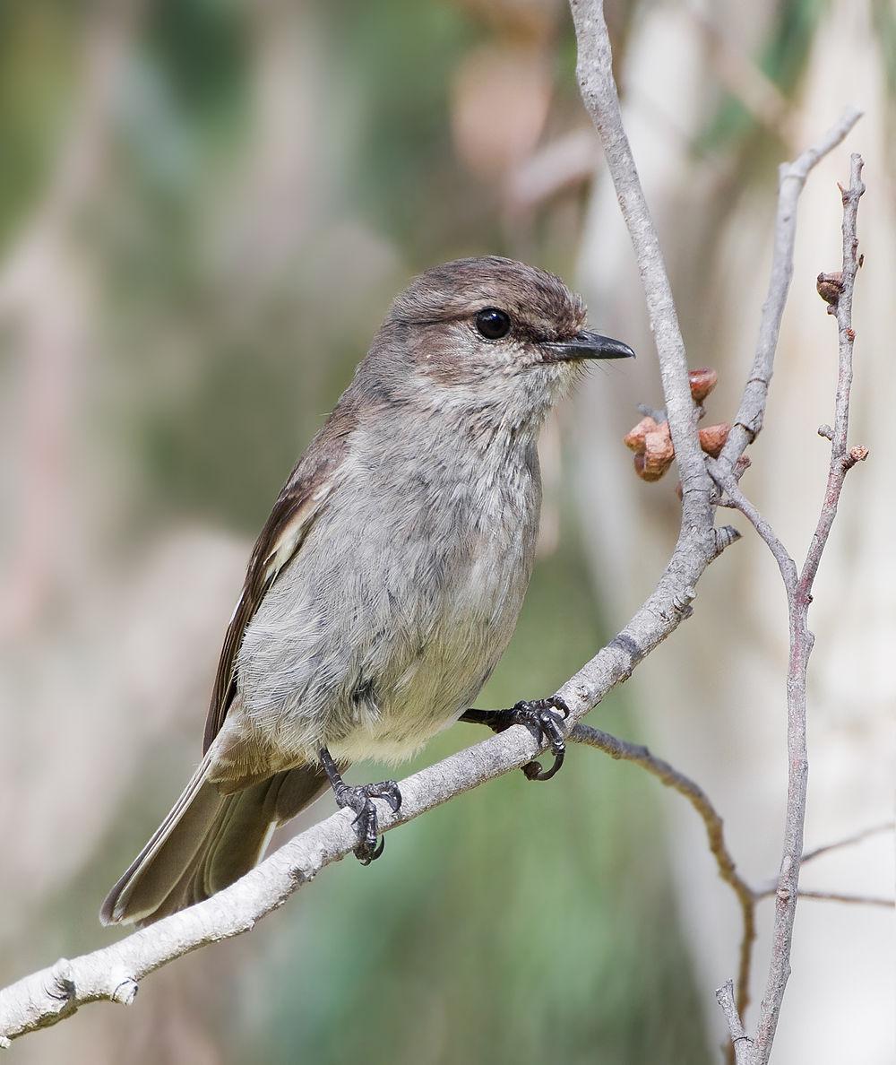 暗色鸲鹟 / Dusky Robin / Melanodryas vittata