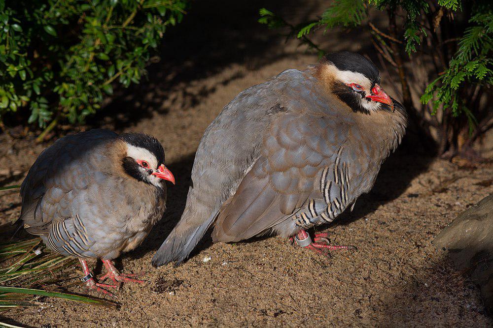 阿拉伯石鸡 / Arabian Partridge / Alectoris melanocephala