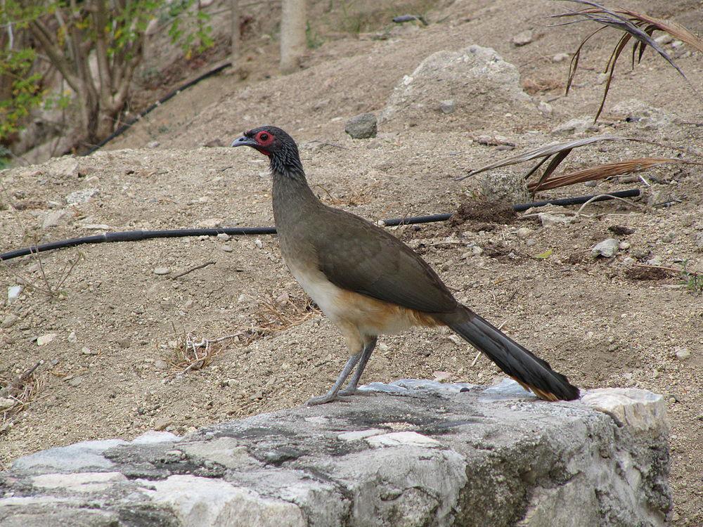 墨西哥小冠雉 / West Mexican Chachalaca / Ortalis poliocephala