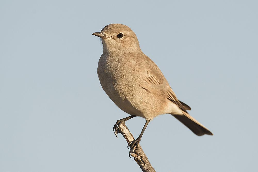 噪鹟 / Chat Flycatcher / Melaenornis infuscatus