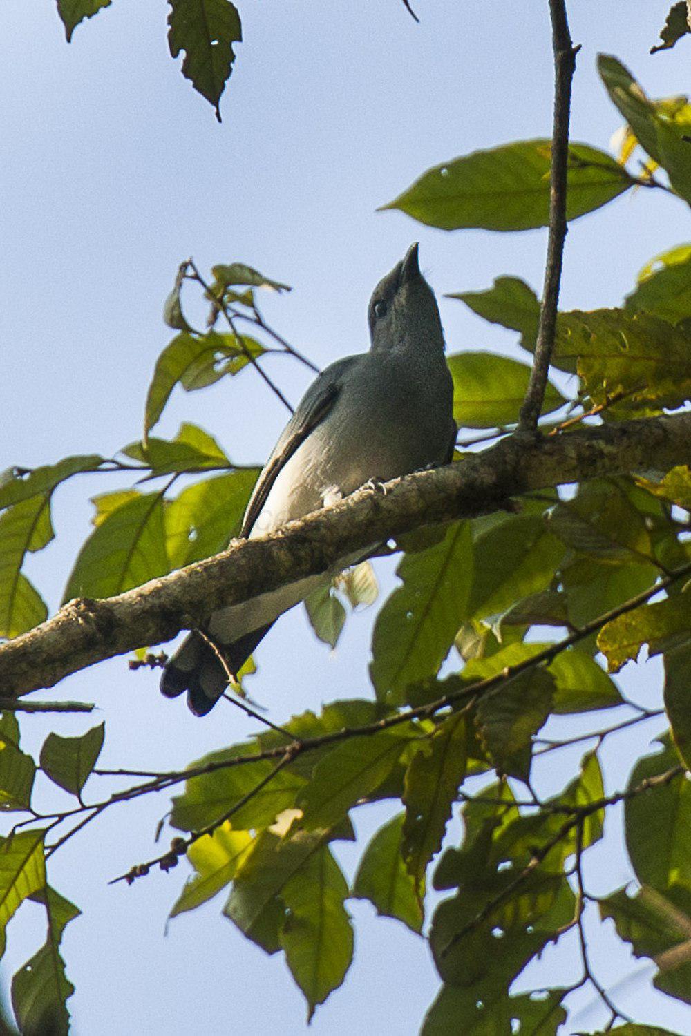 黑胸鹃鵙 / Black-bibbed Cicadabird / Edolisoma mindanense