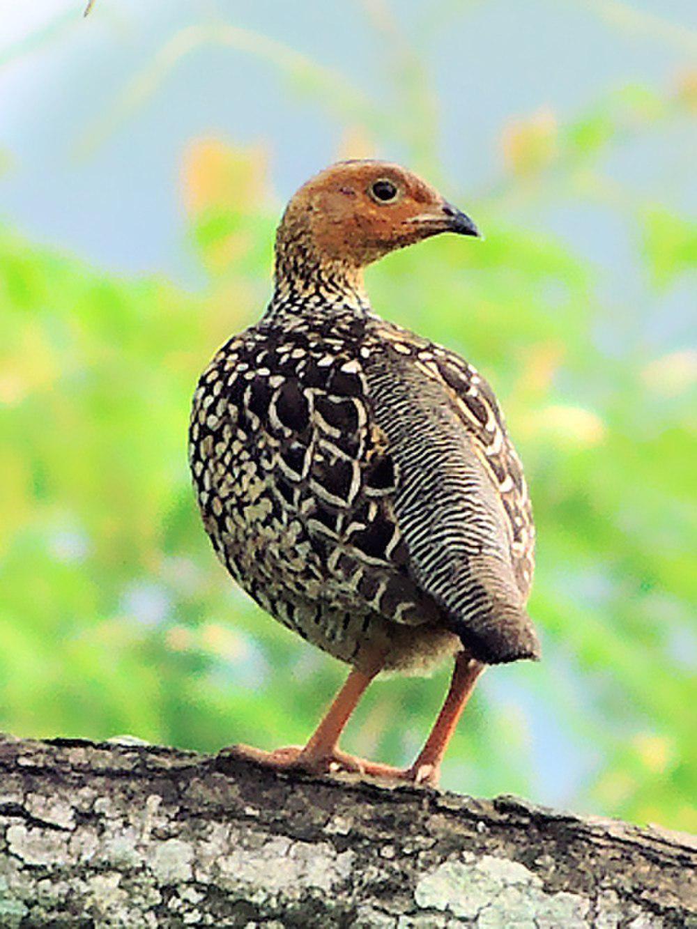 花彩鹧鸪 / Painted Francolin / Francolinus pictus