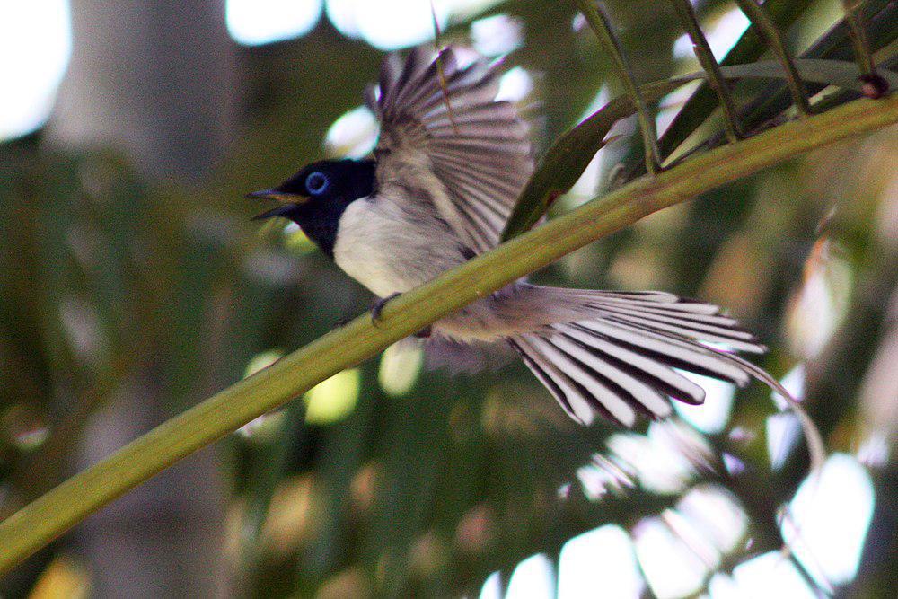 马岛寿带 / Malagasy Paradise Flycatcher / Terpsiphone mutata